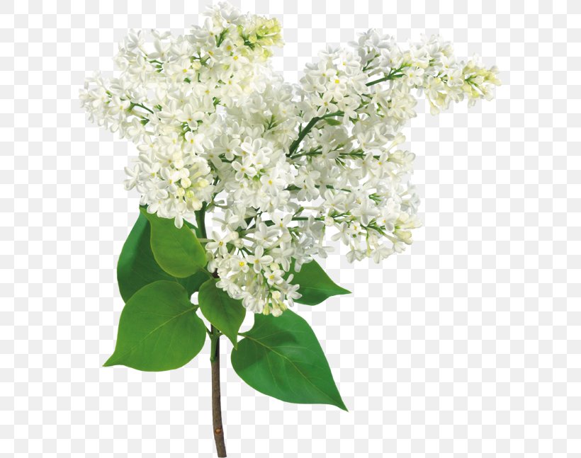 Common Lilac Garden Roses Flower Bouquet, PNG, 600x647px, Common Lilac, Blossom, Branch, Cornales, Cut Flowers Download Free