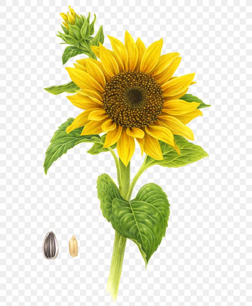 Common Sunflower Yellow, PNG, 825x1000px, Common Sunflower, Cut Flowers, Daisy Family, Flower, Flowering Plant Download Free