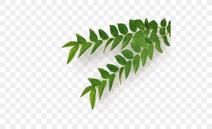 Neem Tree Leaf Herb, PNG, 500x500px, Neem Tree, Branch, Curry Tree, Herb, Industry Download Free