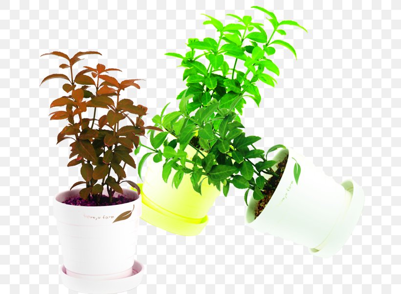 Plant Mint Flowerpot Download, PNG, 800x600px, Plant, Bonsai, Cosa, Designer, Flowerpot Download Free