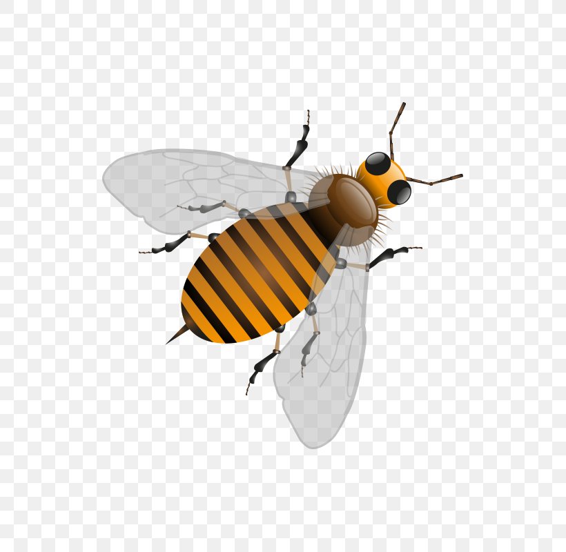 Honey Bee Honeycomb Illustration, PNG, 800x800px, Honey Bee, Arthropod, Bee, Beehive, Beeswax Download Free
