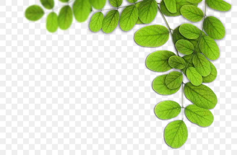 Leaf, PNG, 800x538px, Leaf, Branch, Grass, Header, Herb Download Free