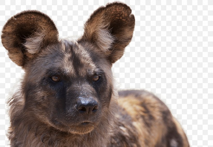 African Wild Dog Lion What It's Like To Be A Dog: And Other Adventures In Animal Neuroscience National Zoo & Aquarium, PNG, 1053x727px, Dog, African Wild Dog, Alpha Roll, Animal, Coat Download Free