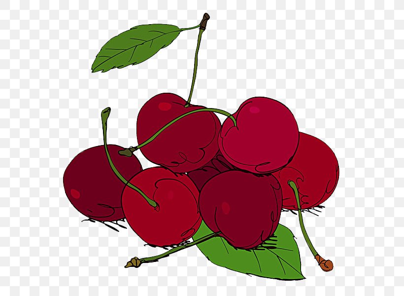 Cherry Fruit Illustration, PNG, 600x600px, Cherry, Apple, Branch, Flowering Plant, Food Download Free