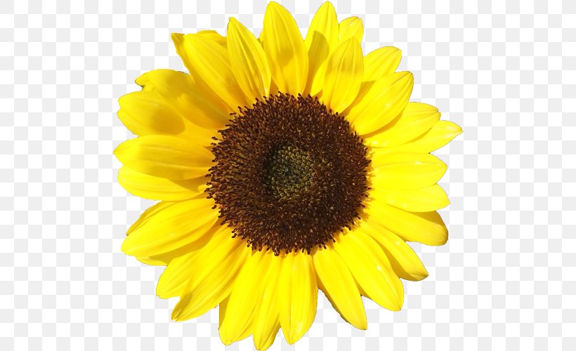 Common Sunflower Clip Art Vector Graphics Drawing Royalty-free, PNG, 500x500px, Common Sunflower, Daisy Family, Drawing, Flower, Flowering Plant Download Free