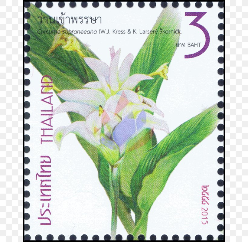 Postage Stamps Ginger Zingiber Spectabile Rhynchanthus Longiflorus Greater Galangal, PNG, 800x800px, Postage Stamps, Definitive Stamp, Flora, Flower, Flowering Plant Download Free
