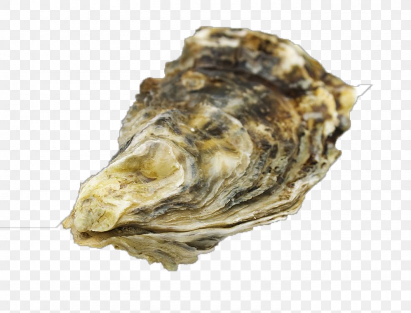 The Oyster-Shell Seashell Stock Photography Clam, PNG, 1484x1132px, Oyster, Animal Source Foods, Clam, Clams Oysters Mussels And Scallops, Cockle Download Free