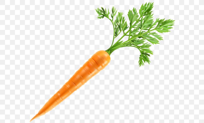 Baby Carrot Clip Art Vegetable, PNG, 600x494px, Baby Carrot, Carrot, Drawing, Food, Local Food Download Free