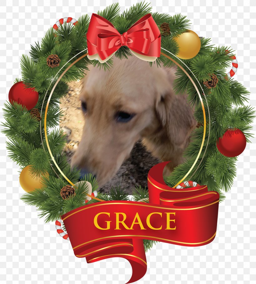 Dog Breed Puppy Christmas Ornament, PNG, 1568x1743px, Dog Breed, Animal Sports, Breed, Canidae, Carnivore Download Free