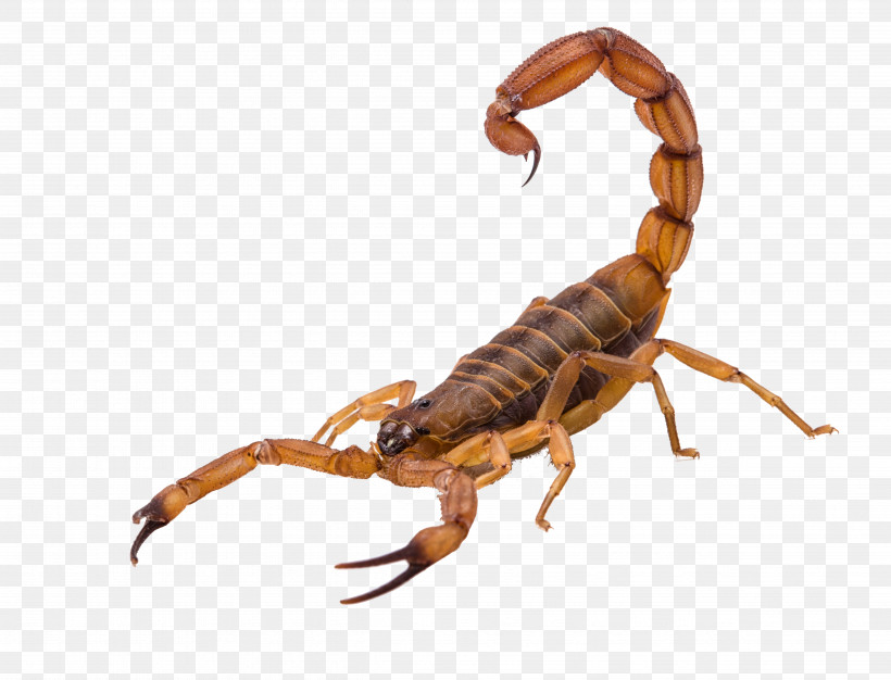 Insect Scorpion Earwigs Pest Arachnid, PNG, 4903x3744px, Insect, Arachnid, Earwigs, Pest, Scorpion Download Free