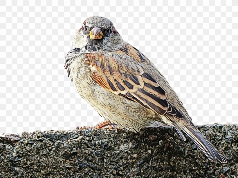 Bird Sparrow Emberizidae Beak White Crowned Sparrow, PNG, 1920x1440px, Bird, Adaptation, Beak, Emberizidae, Finch Download Free