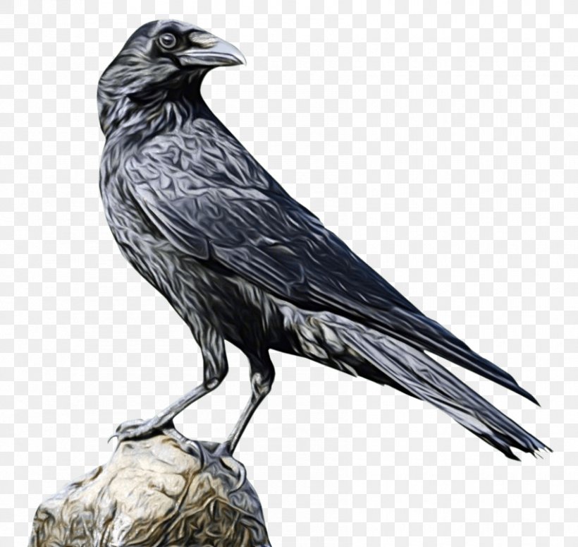Cartoon Bird, PNG, 850x804px, Crow, American Crow, Beak, Bird, Common Raven Download Free