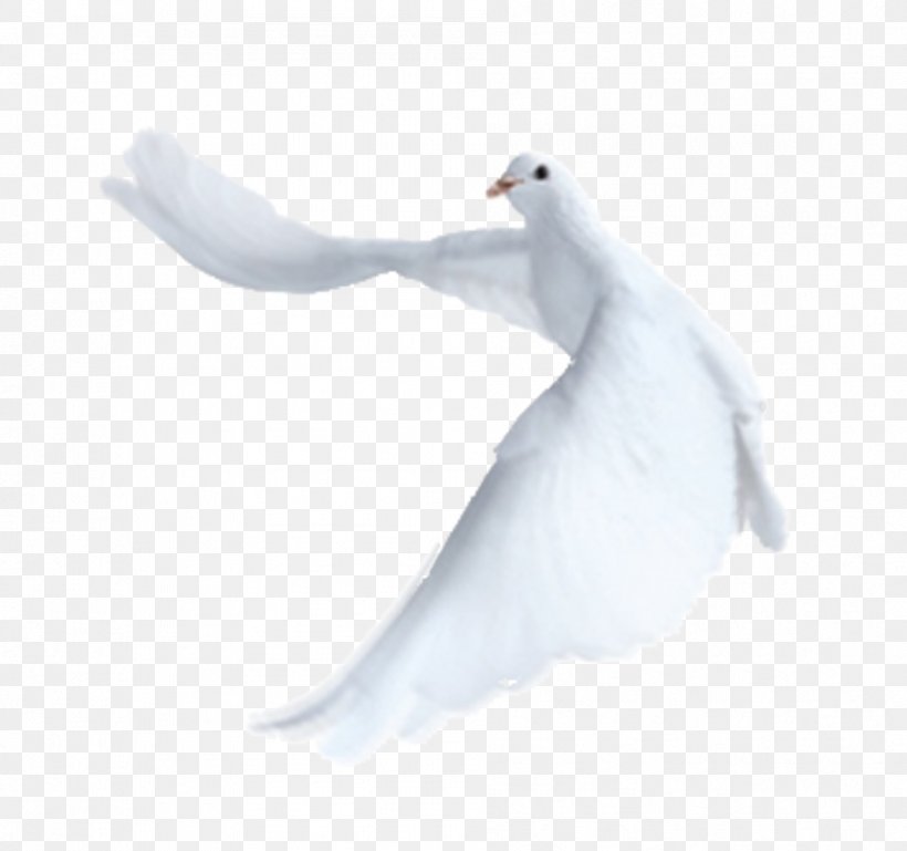 Cygnini Feather Beak White Wing, PNG, 953x894px, Cygnini, Beak, Bird, Columba, Ducks Geese And Swans Download Free