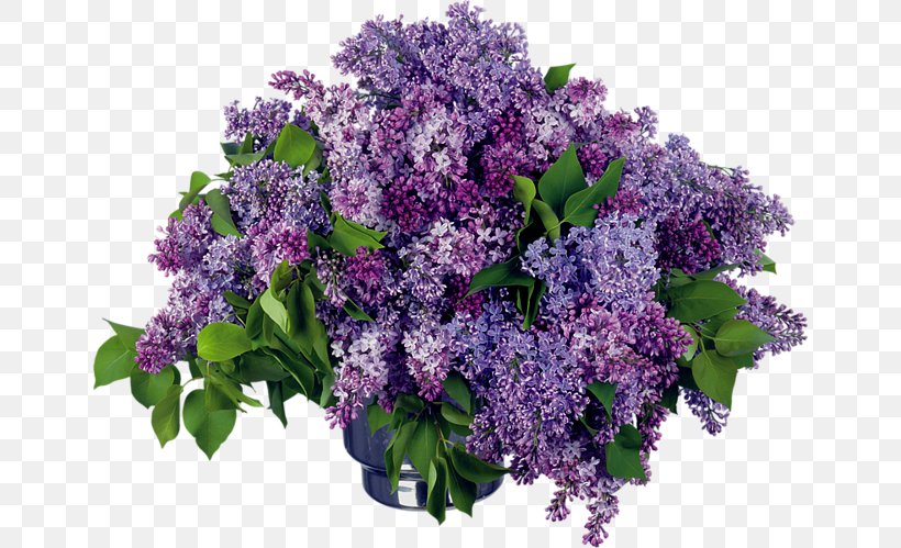 Desktop Wallpaper Image Day Of HR Specialist Flower Lilac, PNG, 650x499px, Flower, Annual Plant, Common Lilac, Cut Flowers, Digital Image Download Free