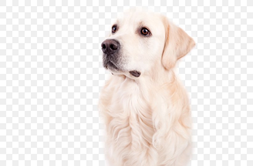 Golden Retriever Labrador Retriever Puppy Dog Breed Companion Dog, PNG, 801x539px, Golden Retriever, Animal, Carnivoran, Companion Dog, Dog Download Free
