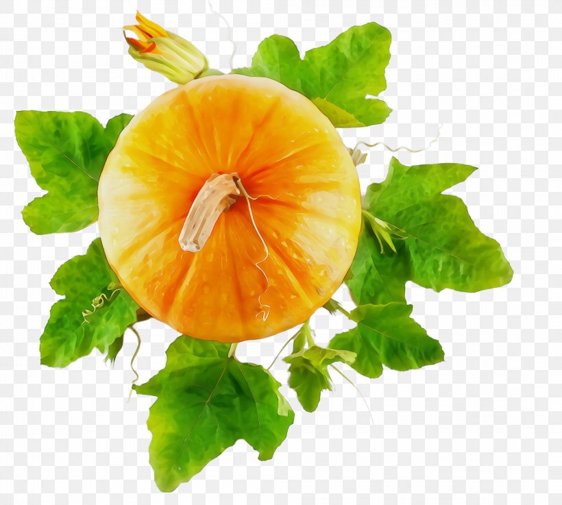 Leaf Plant Flower Food Nasturtium, PNG, 2108x1896px, Watercolor, Flower, Food, Fruit, Garnish Download Free