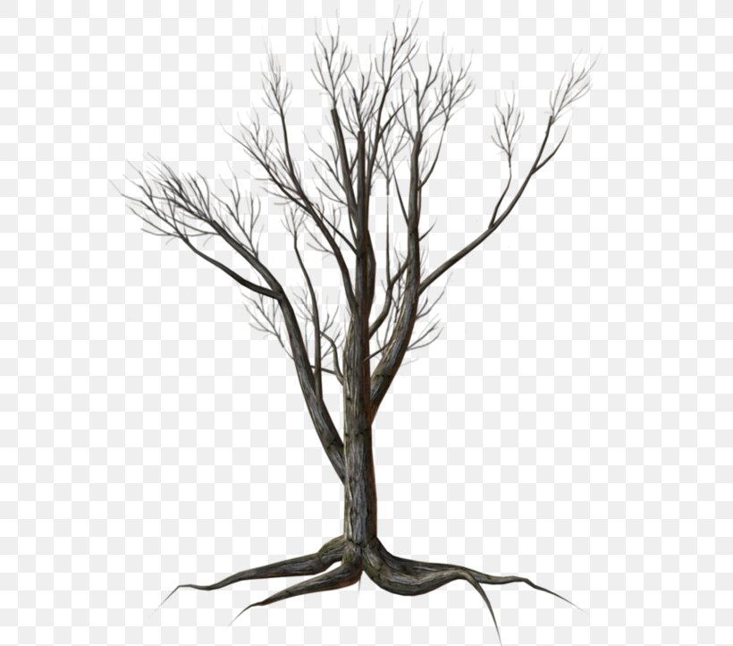 Tree Shrub Kousa Dogwood Clip Art, PNG, 600x722px, Tree, Black And White, Branch, Dogwood, Dry Tree Download Free
