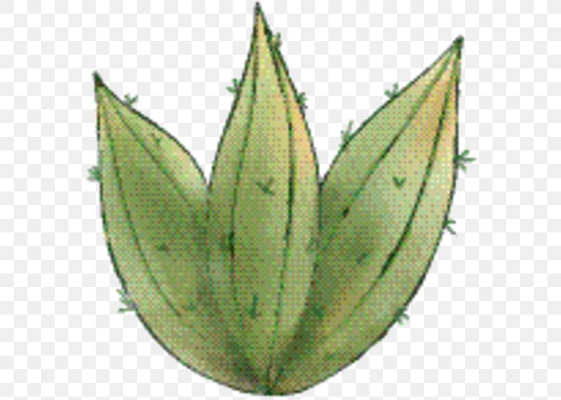 Aloe Vera Leaf, PNG, 588x585px, Leaf, Aloe Vera, Aloes, Commodity, Flower Download Free