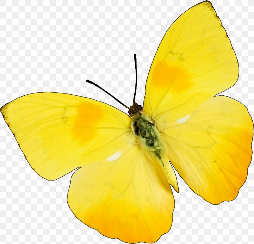 Butterfly Insect Snoopy & Charlie Brown Yellow Clip Art, PNG, 1280x1231px, Butterfly, Arthropod, Brush Footed Butterfly, Butterflies And Moths, Colias Download Free