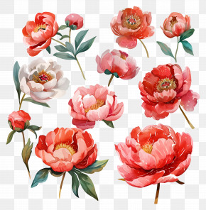 Peony Flower - Watercolor Peony Flowers In Red And Pink Shades PNG