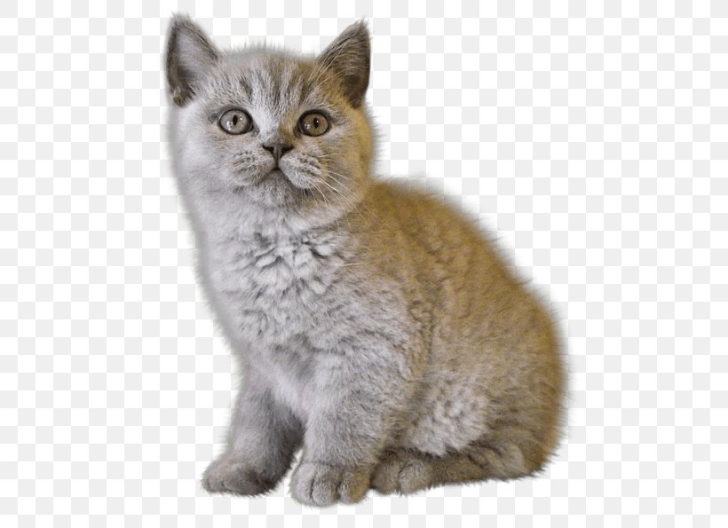 Persian Cat Kitten Dog, PNG, 513x595px, Cat, American Wirehair, Asian, Australian Mist, British Semi Longhair Download Free