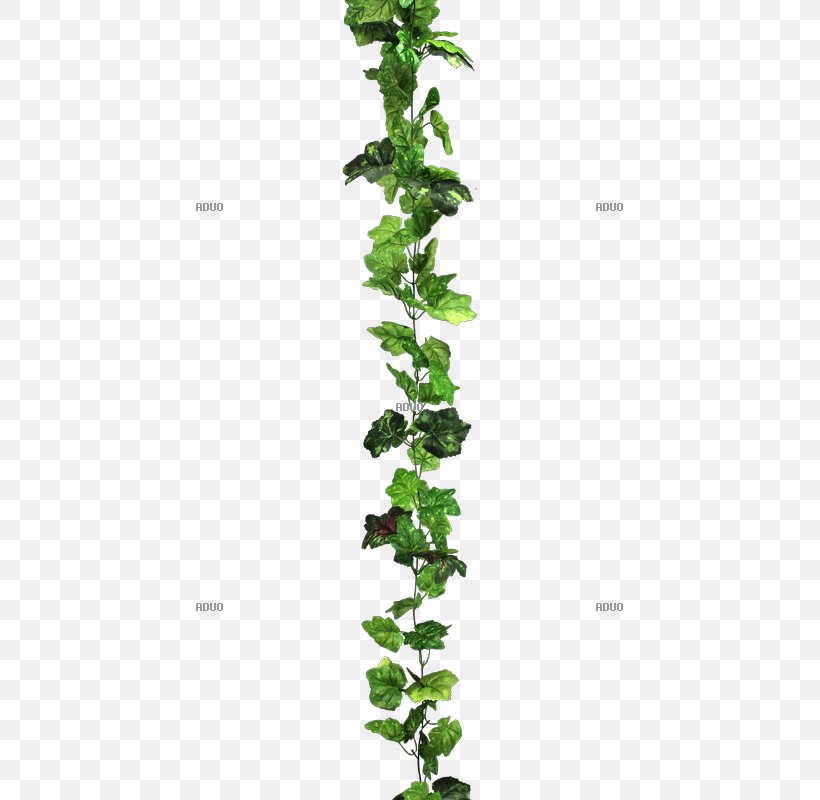 Plant Stem Leaf Branching, PNG, 800x800px, Plant Stem, Branch, Branching, Flowering Plant, Grass Download Free