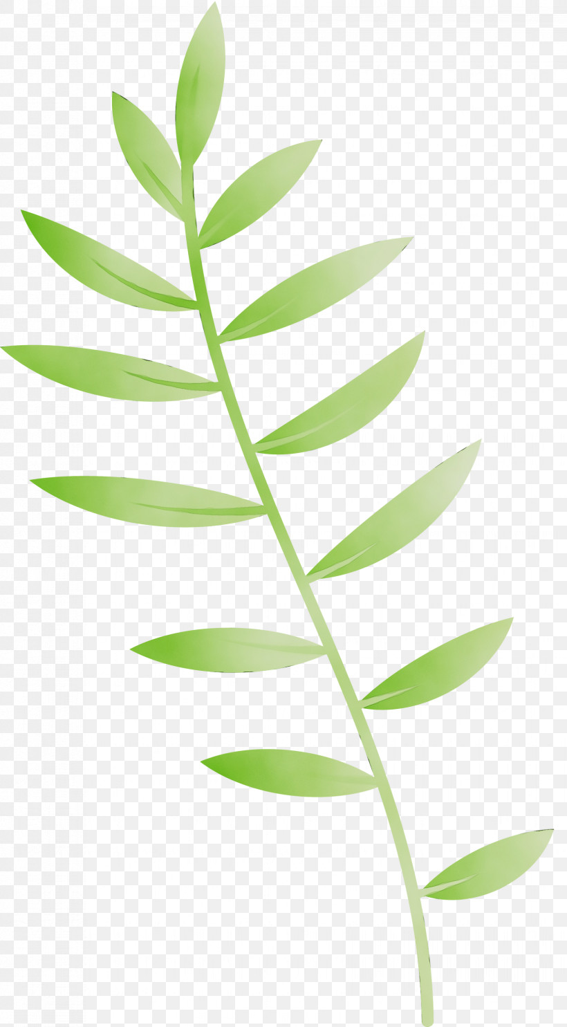 Plant Stem Leaf Plants Biology Plant Structure, PNG, 1655x2999px, Leaf Cartoon, Biology, Leaf, Leaf Abstract, Leaf Clipart Download Free