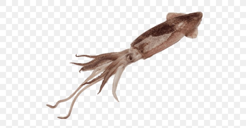 Squid As Food Squid Roast Doryteuthis Opalescens Octopus, PNG, 640x427px, Squid As Food, Animal, Animal Source Foods, Cephalopod, Cephalopod Ink Download Free