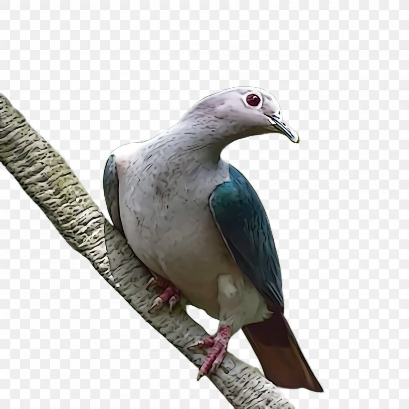 Bird Stock Dove Rock Dove Beak Pigeons And Doves, PNG, 2000x2000px, Bird, Beak, Pigeons And Doves, Rock Dove, Stock Dove Download Free