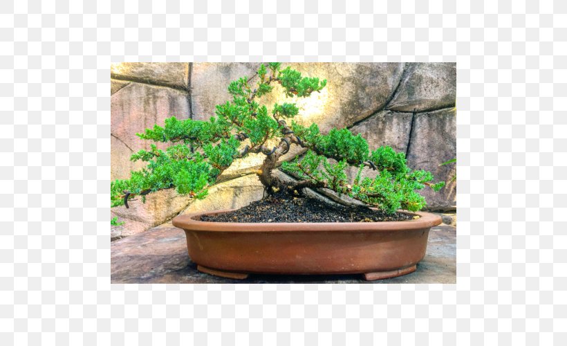 Bonsai Flowerpot Sageretia Theezans Tree Houseplant, PNG, 500x500px, Bonsai, Elm, Flowerpot, Garden, Garden Centre Download Free