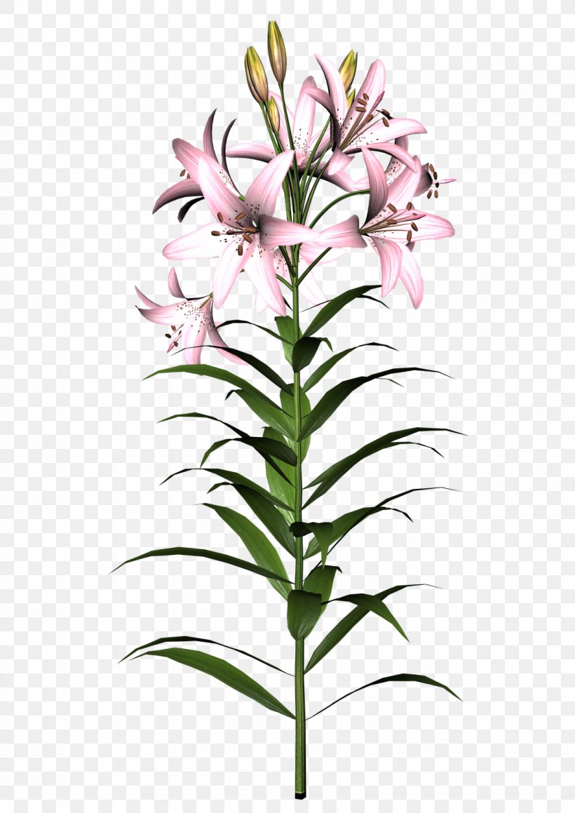 Easter Lily Flower Tiger Lily Clip Art, PNG, 1132x1600px, Easter Lily, Cut Flowers, Flower, Flowering Plant, Flowerpot Download Free