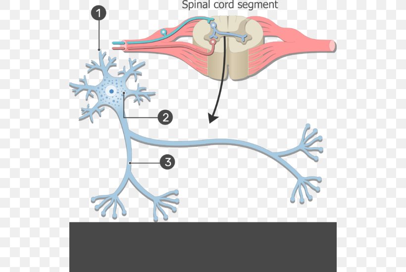 Neuron Nervous System Soma Cell Human Body, PNG, 540x550px, Watercolor, Cartoon, Flower, Frame, Heart Download Free