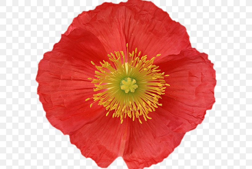Poppy Flower Éducation Canine 31 Plant, PNG, 594x551px, Poppy, Annual Plant, Building, Cut Flowers, Flower Download Free
