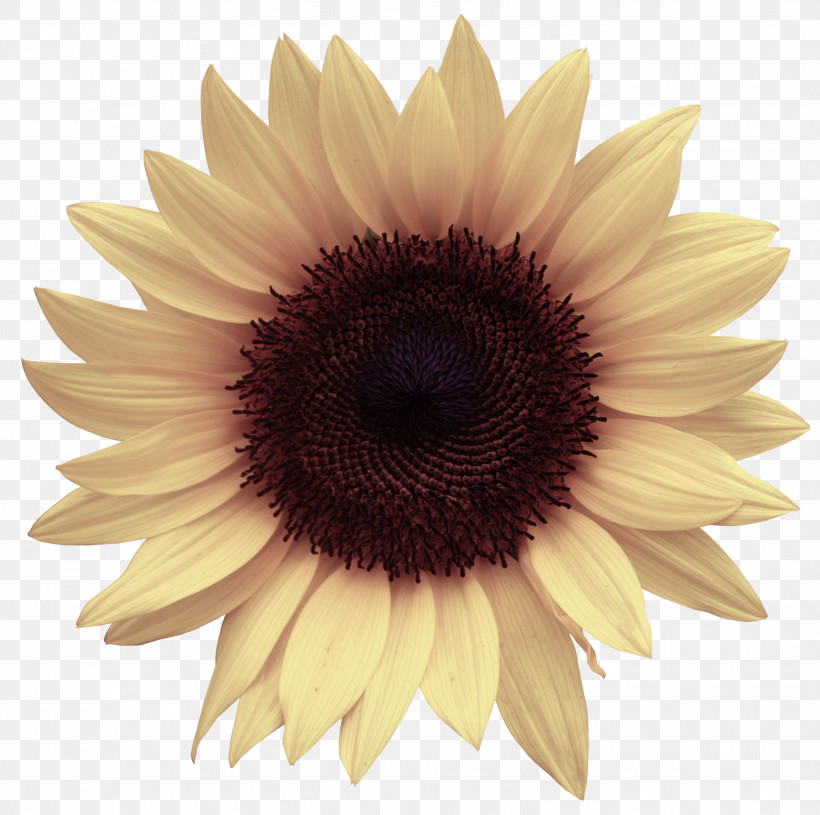 Sunflower, PNG, 1934x1924px, Sunflower, Closeup, Flower, Gerbera, Petal Download Free