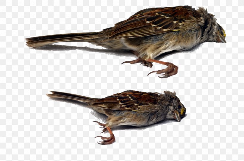 Bird House Sparrow, PNG, 1098x727px, Bird, Animal, Beak, Death, Fauna Download Free