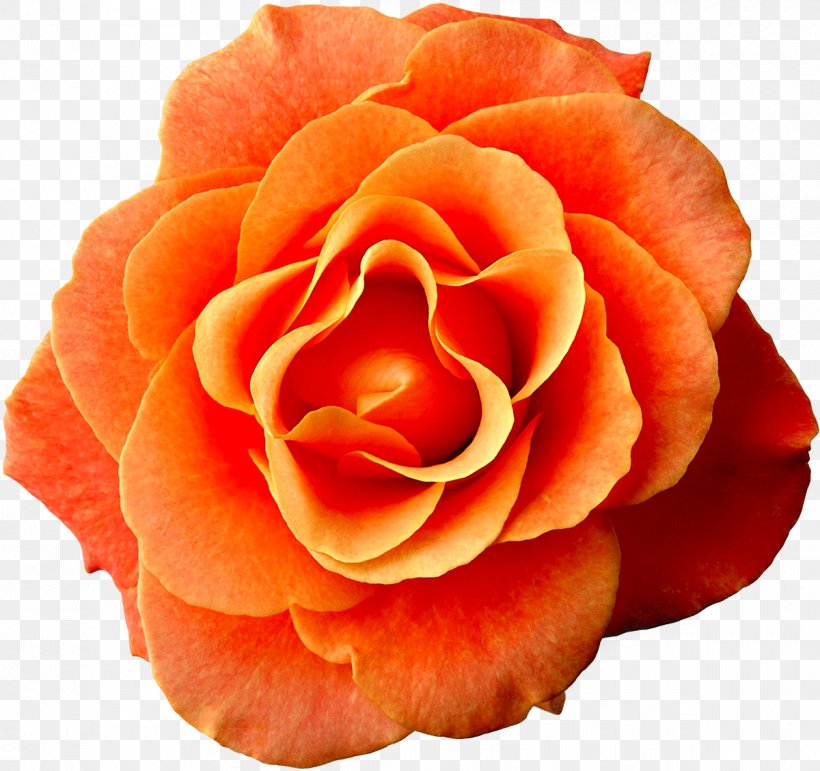 Flower Rose Dress Orange Pink, PNG, 1200x1129px, Flower, Close Up, Color, Cut Flowers, Dress Download Free