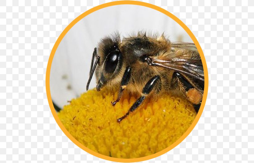 Honey Bee Bumblebee Bee Pollen Insect, PNG, 528x528px, Honey Bee, Arthropod, Bee, Bee Pollen, Bumblebee Download Free