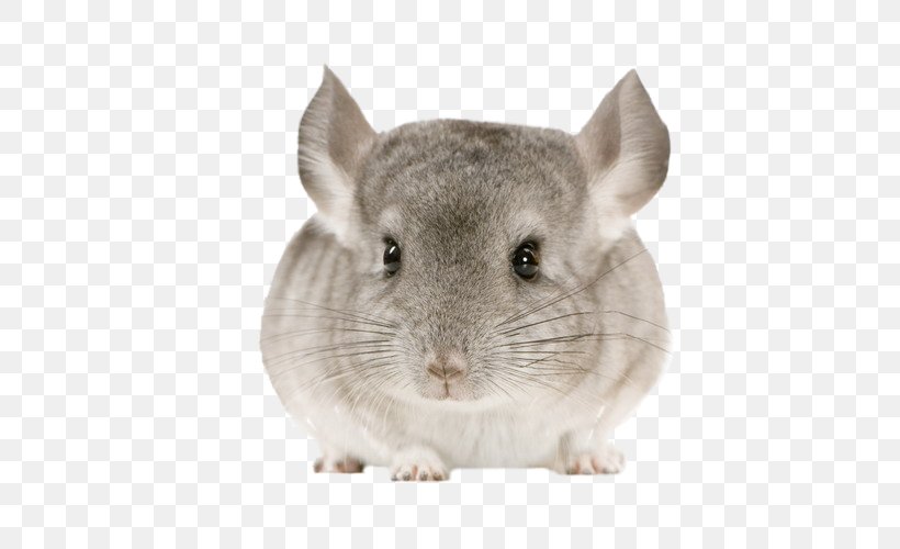 Chinchilla Rodent Cat Pet Guinea Pig, PNG, 500x500px, Chinchilla, Animal, Cat, Common Degu, Crepuscular Animal Download Free