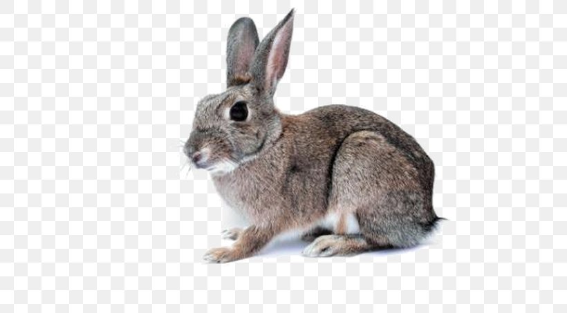 Domestic Rabbit Hare Easter Bunny Cat, PNG, 604x453px, Domestic Rabbit, Animal Shelter, Cat, Dog Food, Easter Bunny Download Free