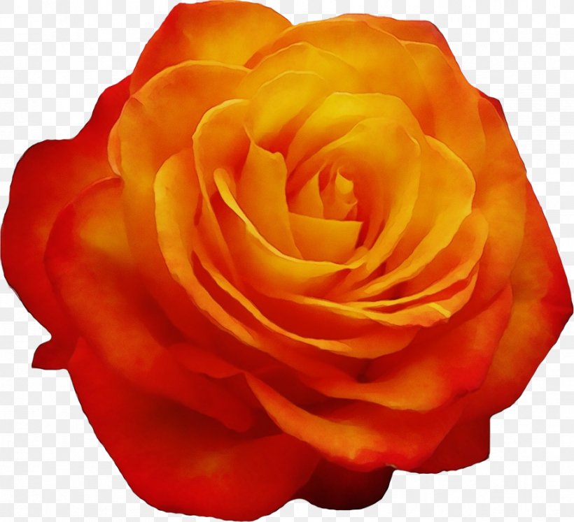 Garden Roses, PNG, 913x832px, Watercolor, Floribunda, Flower, Garden Roses, Hybrid Tea Rose Download Free