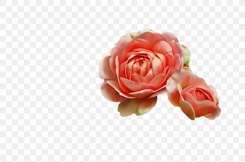 Garden Roses, PNG, 2456x1628px, Garden Roses, Floribunda, Flower, Hybrid Tea Rose, Petal Download Free