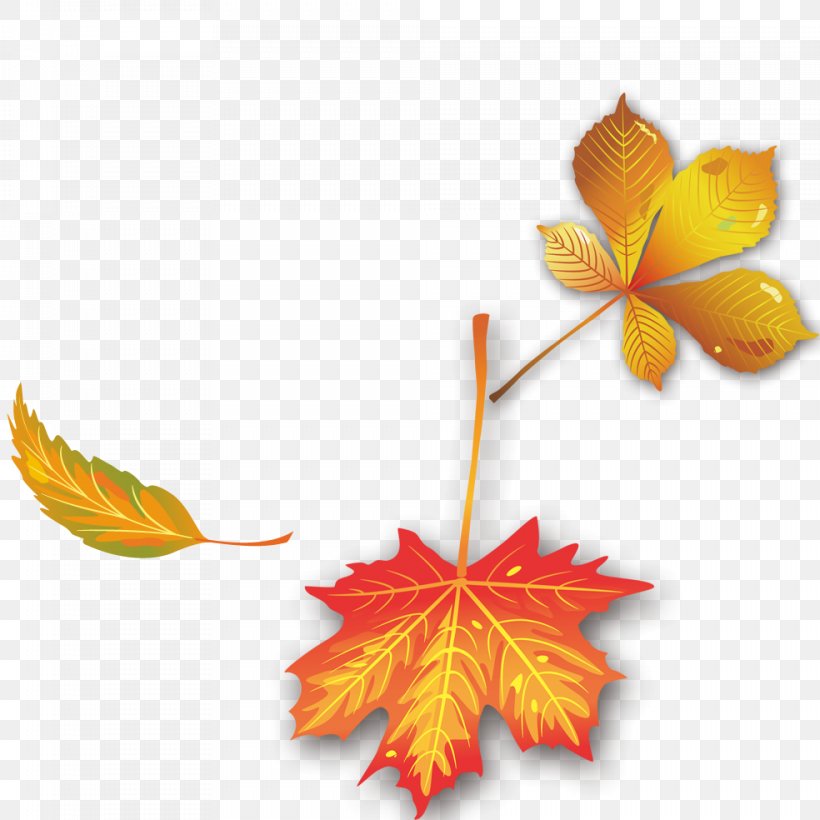 Maple Leaf Autumn, PNG, 984x984px, Maple Leaf, Autumn, Deciduous, Flowering Plant, Leaf Download Free