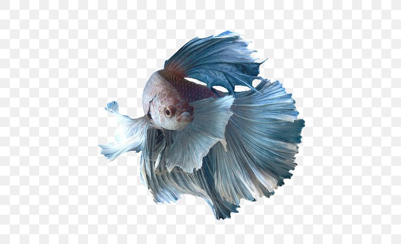 Siamese Fighting Fish Aquarium Breed Goldfish, PNG, 500x500px, Siamese Fighting Fish, Aquarium, Betta, Blue, Breed Download Free