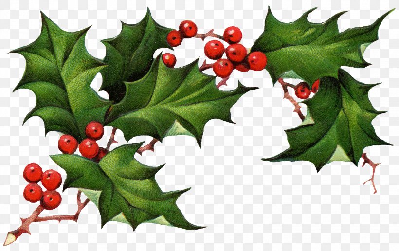 Common Holly American Holly Christmas Holly King Clip Art, PNG, 1532x965px, Common Holly, American Holly, Aquifoliaceae, Aquifoliales, Branch Download Free