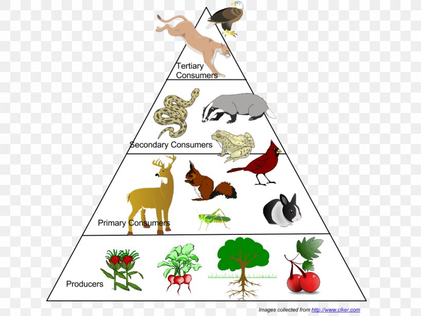 Food Web Ecological Pyramid Food Chain Ecosystem Ecology, PNG ...