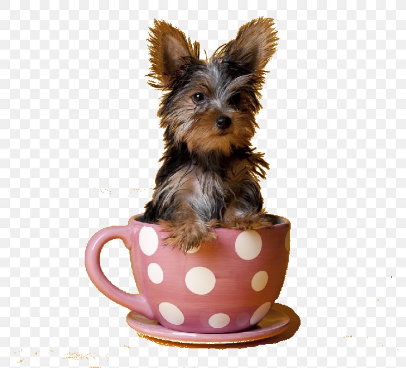 Yorkshire Terrier Puppy Pomeranian Scottish Terrier Tea, PNG, 800x743px, Yorkshire Terrier, Australian Silky Terrier, Carnivoran, Coffee Cup, Companion Dog Download Free