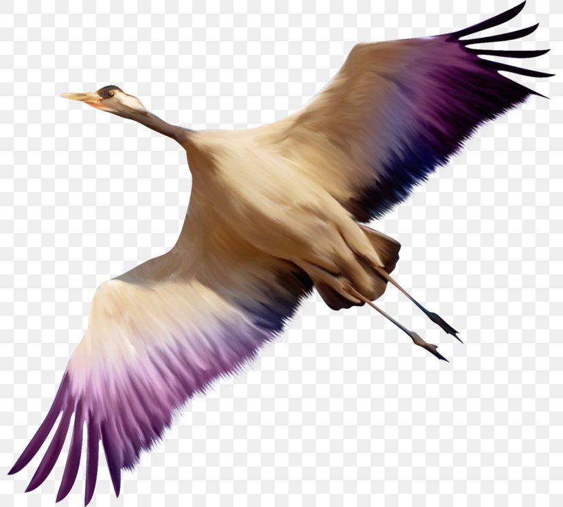 Bird Duck Welsh Harlequin Clip Art, PNG, 800x739px, Bird, Animal, Beak, Crane, Crane Like Bird Download Free