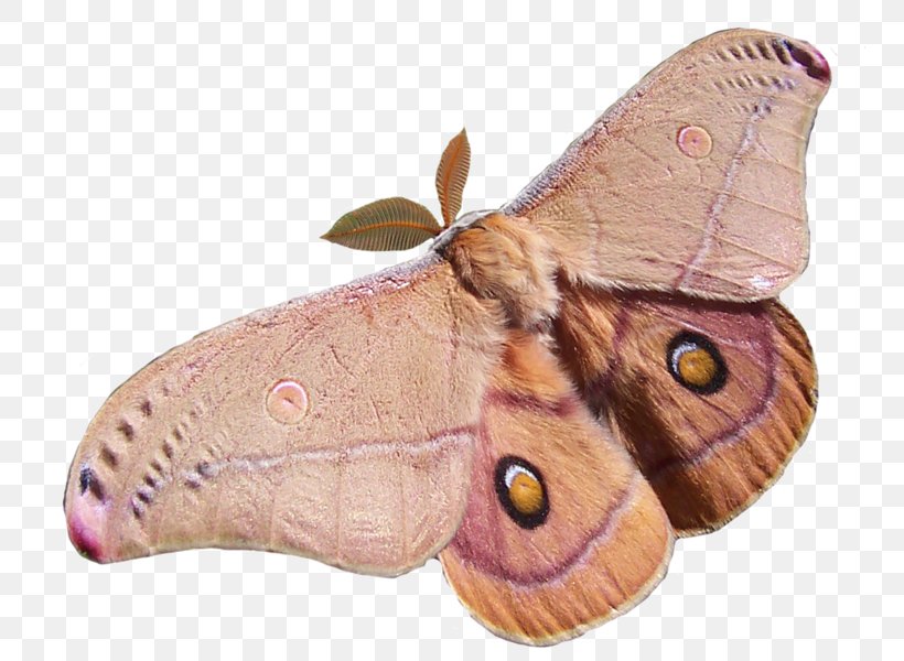 Butterfly Insect Opodiphthera Eucalypti Polyphemus Moth, PNG, 751x600px, Butterfly, Antheraea, Arthropod, Bombycidae, Butterflies And Moths Download Free