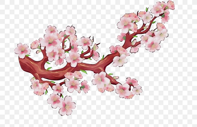 Cherry Blossom, PNG, 702x532px, Watercolor, Blossom, Branch, Cherry Blossom, Flower Download Free