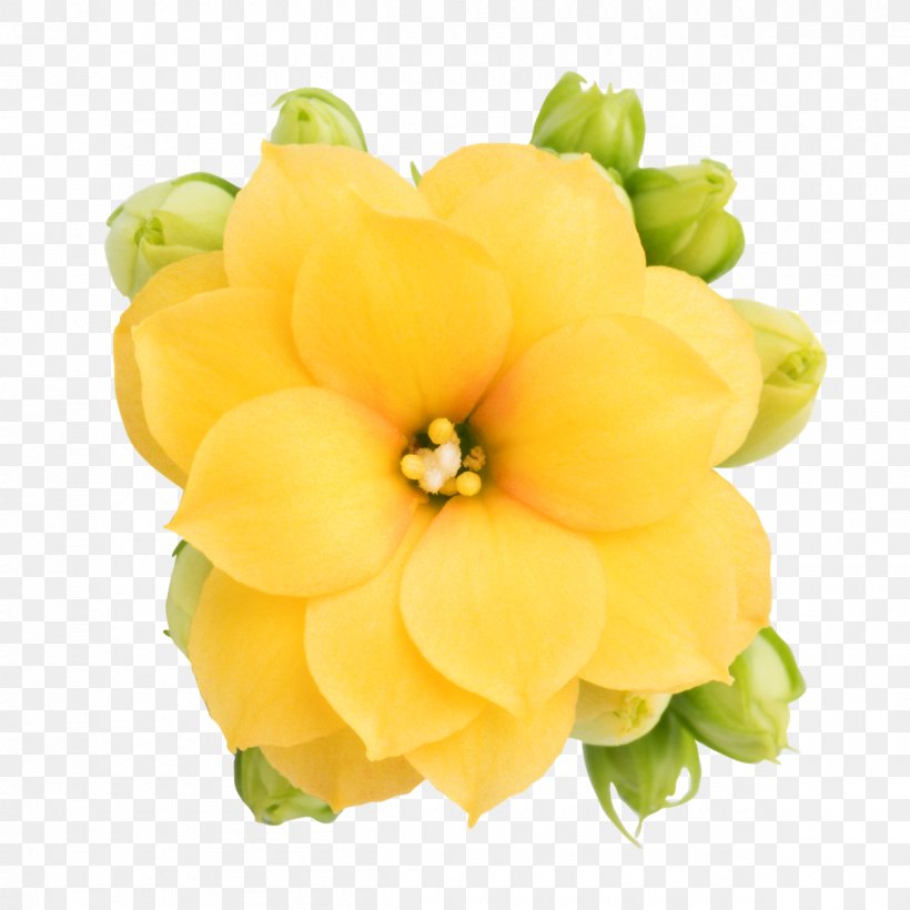 Floral Design Cut Flowers Knud Jepsen A/S Europäisches Patent, PNG, 1200x1200px, Floral Design, Cut Flowers, Floristry, Flower, Flower Arranging Download Free